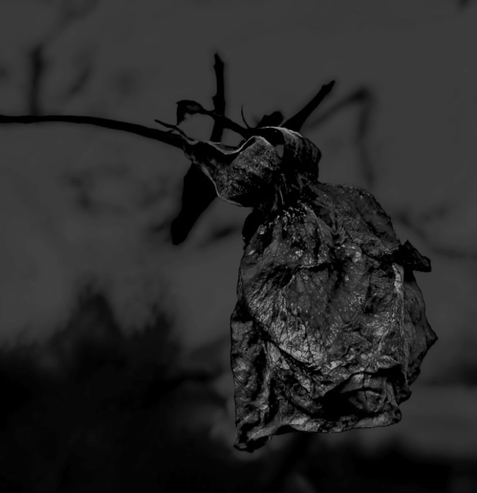 Photograph by Nikolett Mengyi