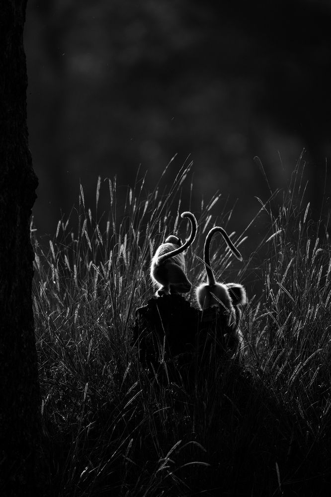 Photograph by Sumon Das