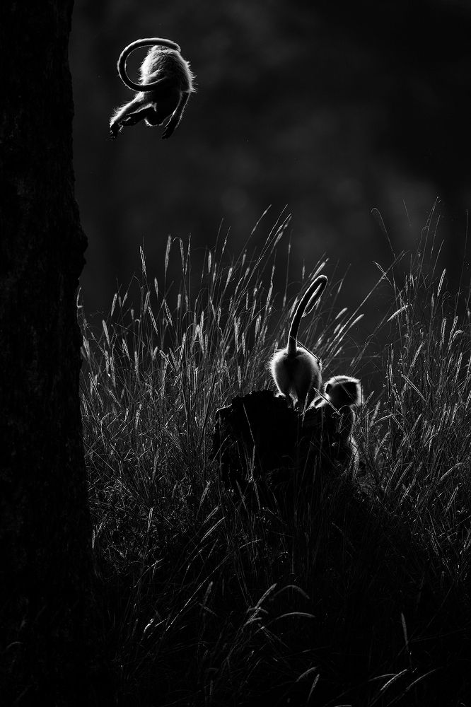 The Acrobatic Langurs