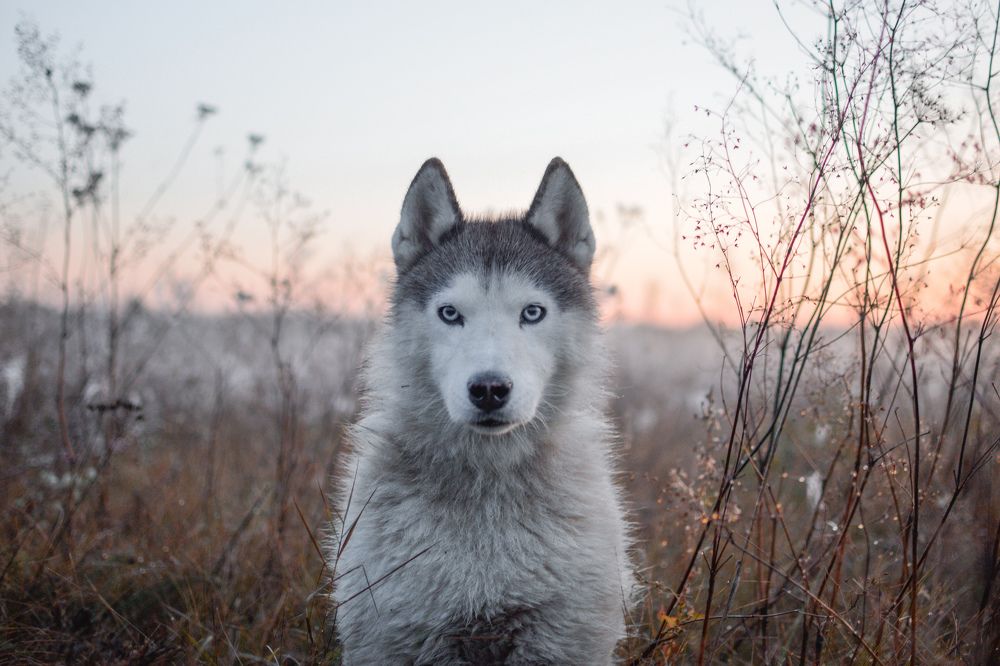 Фотография автора Мария Климова