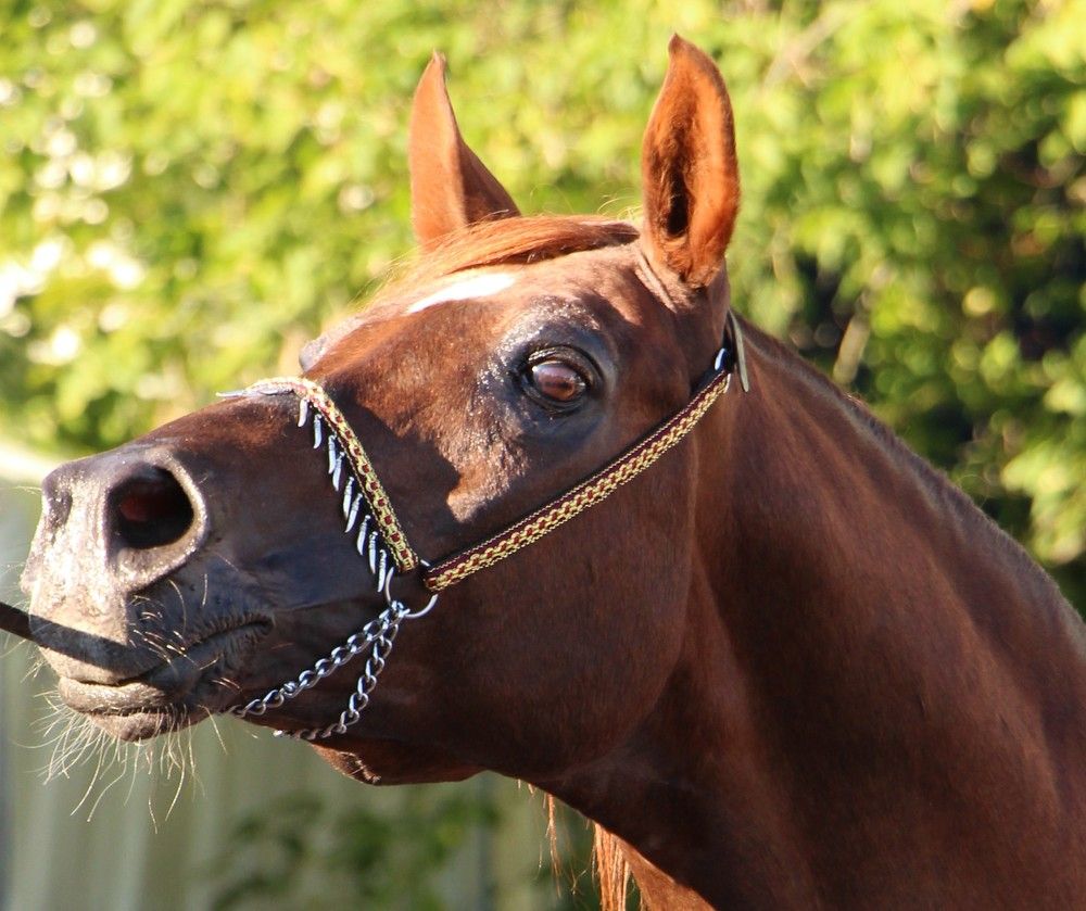 Фотография автора Юлиана Чудакова