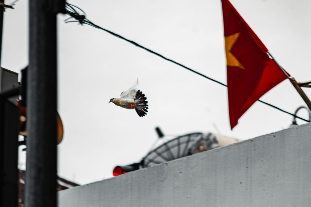 Фотография автора Nguyễn Minh