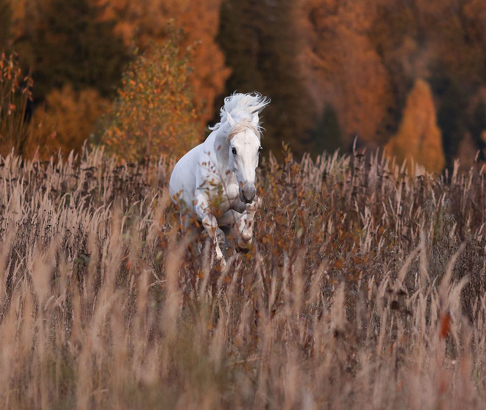 Белогривый