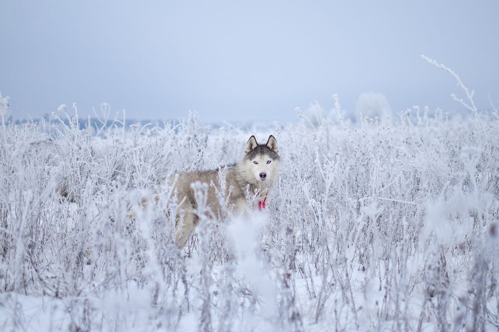 Фотография автора Мария Климова