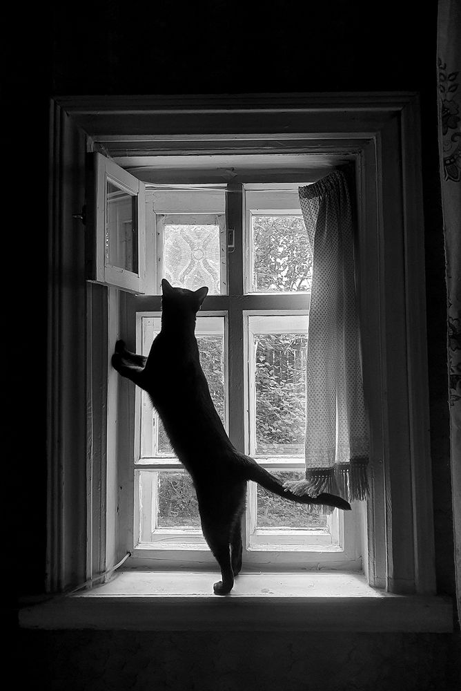 Фотография автора Надежда Лисицына