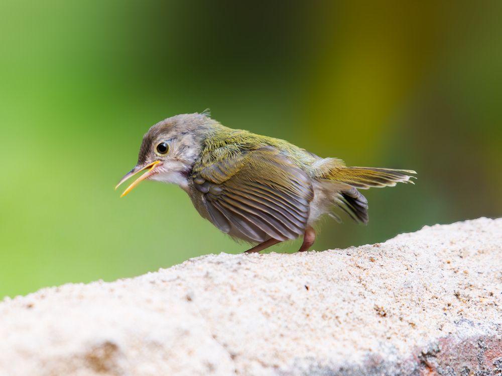 Tailor Bird in a urban