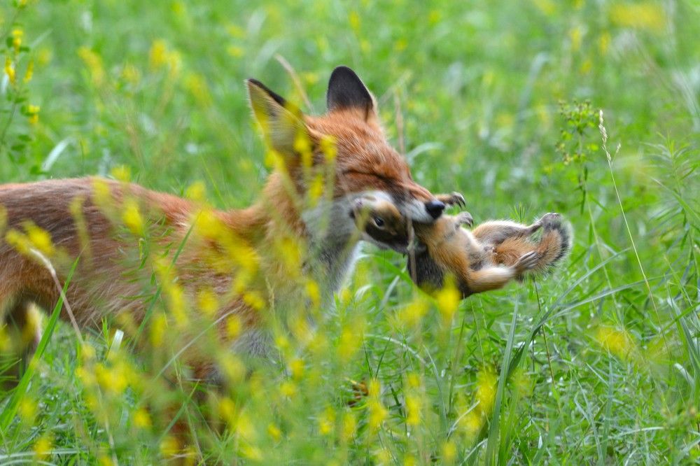 Photograph by Анатолий Каминский