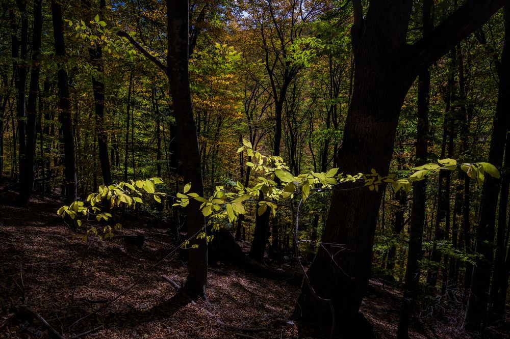 Photograph by Alex Kov