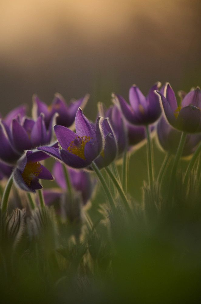 Photograph by Ольга Мокрова