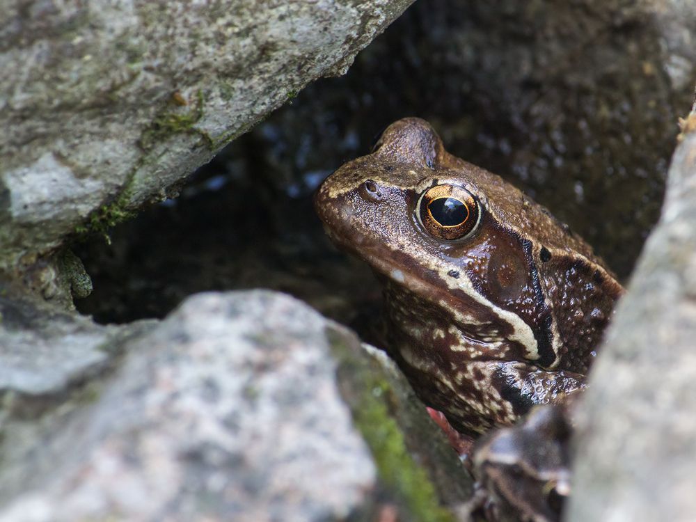 Среди камней