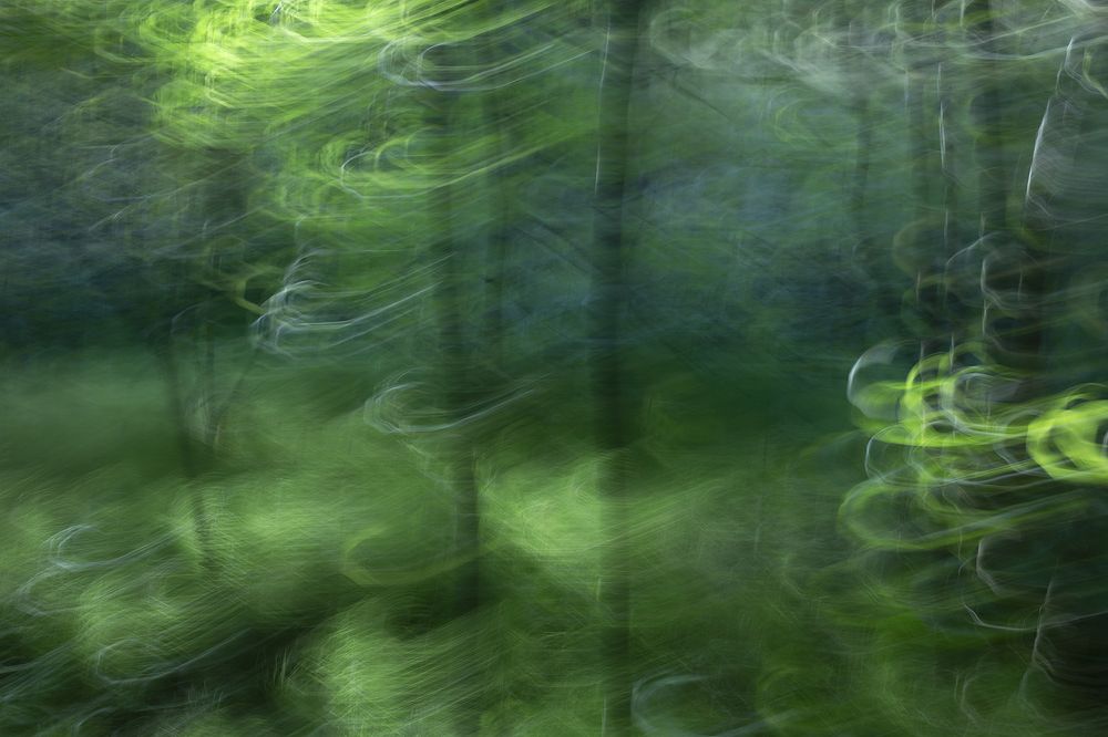 Волшебный лес.