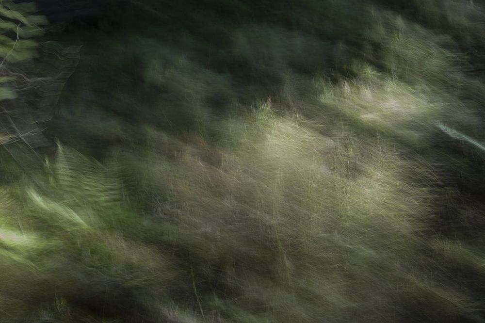 Тайны лесных духов