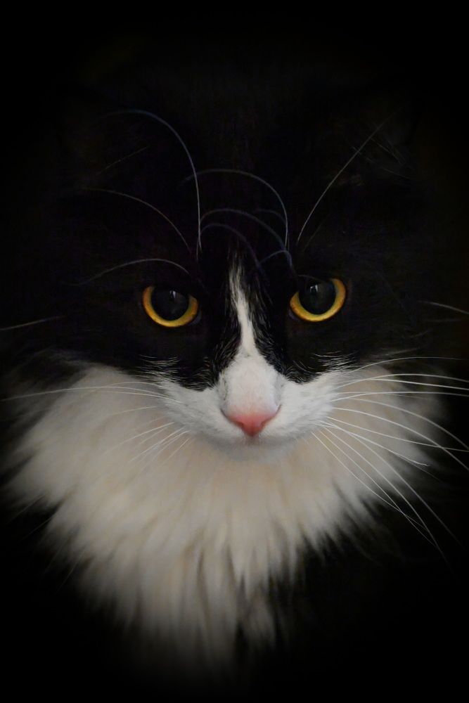 Реймонд Коттански