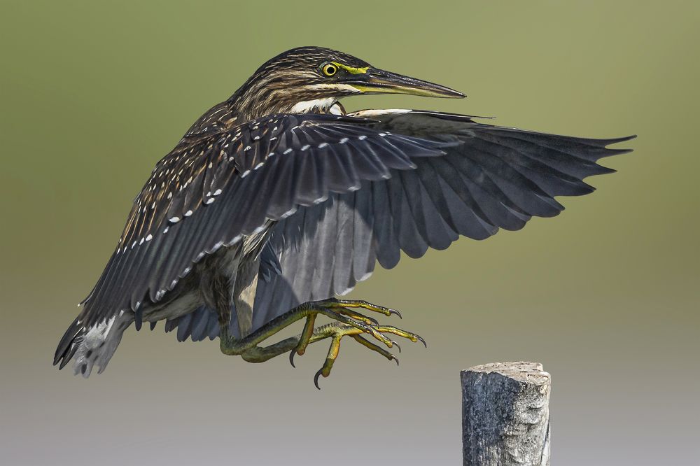 Emergency landing of the egret.