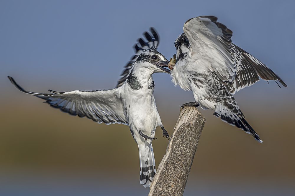 Kingfisher fight over a delicious meal.