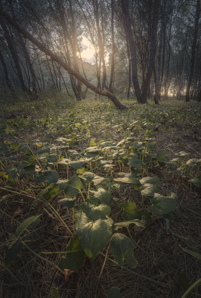 Photograph by Antonello Alò