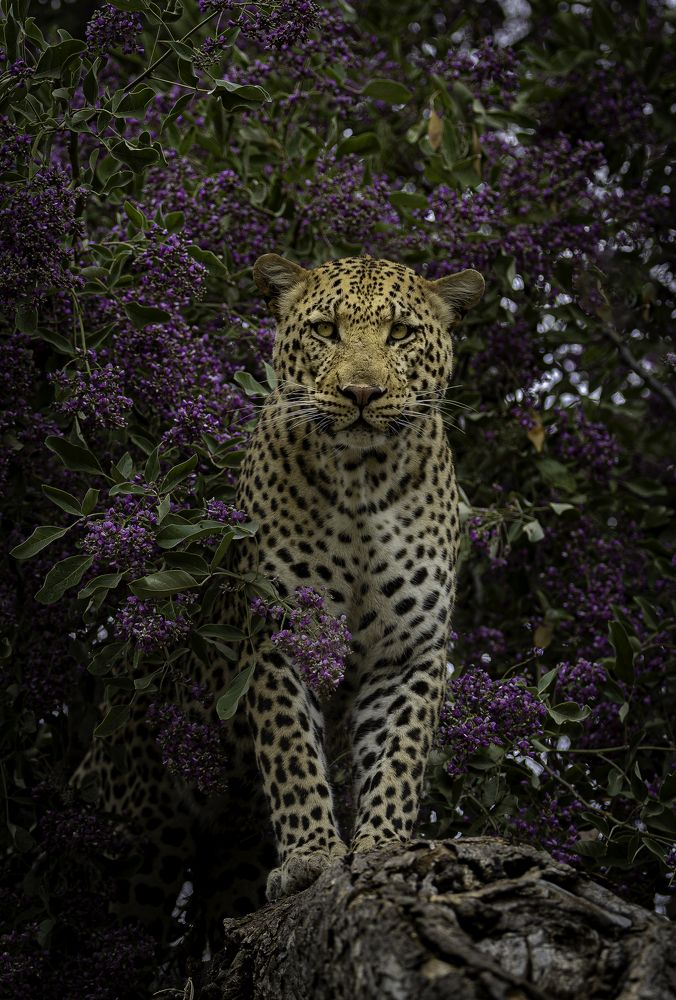 Photograph by Jeff Birmingham