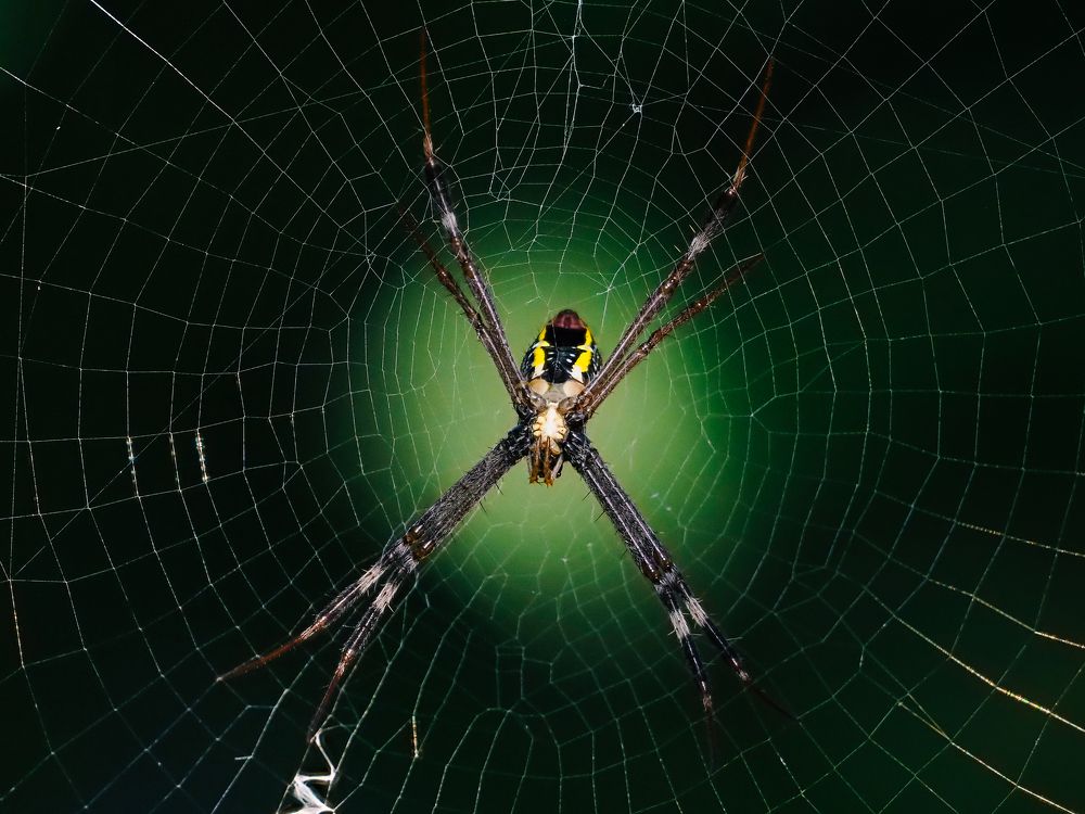 Фотография автора Pham Anh Vu