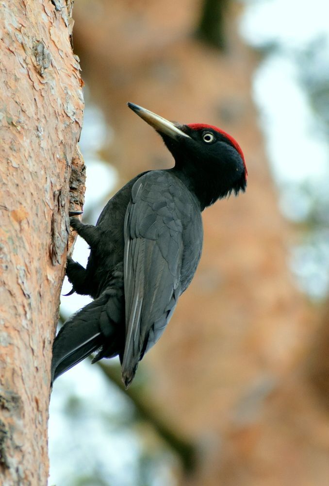 Photograph by Владислав Иопек