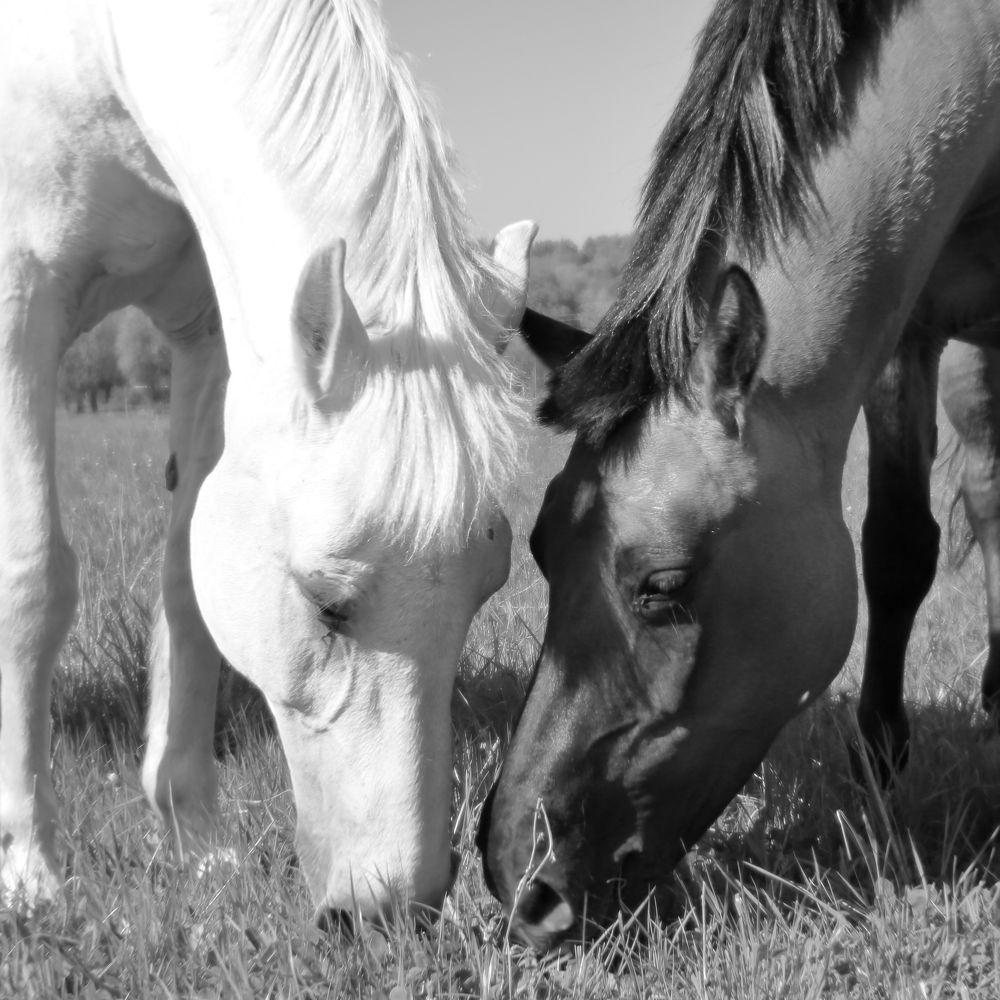 Photograph by Прозорова Наталья