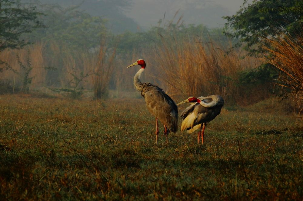 Фотография автора RODRICK RAJIVE LAL