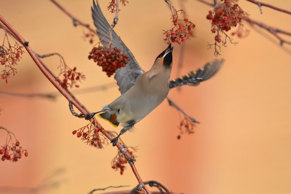 Photograph by Анатолий Каминский