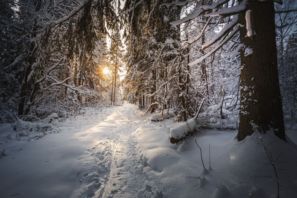 Облачился лес в снега...