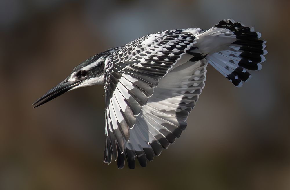 Photograph by Guy Wilson