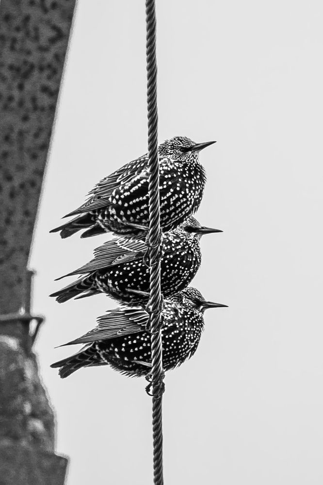 Скворцы на проводе