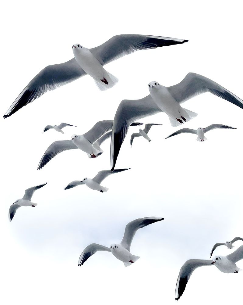 Photograph by Svetlana Rashidova