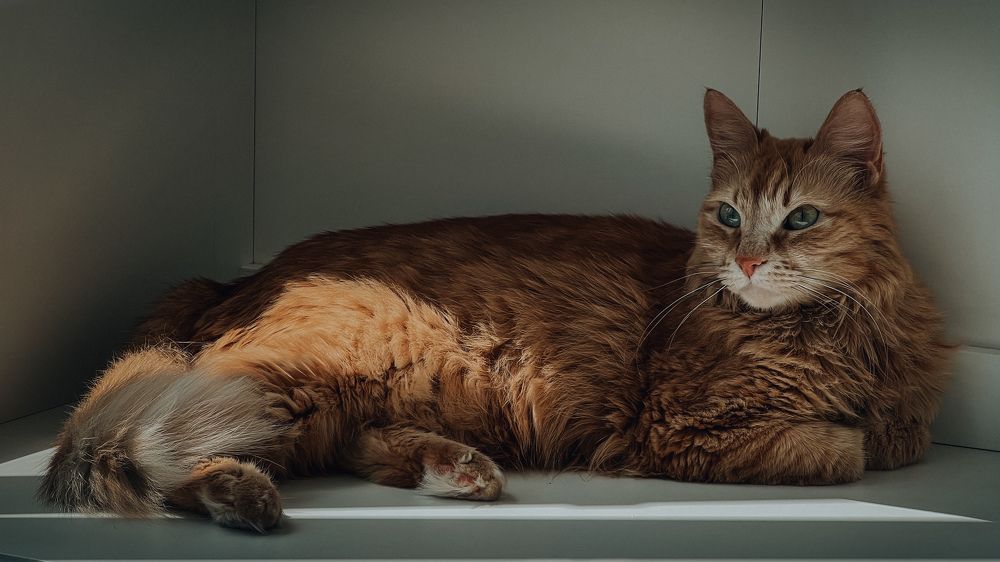 Фотография автора NINA