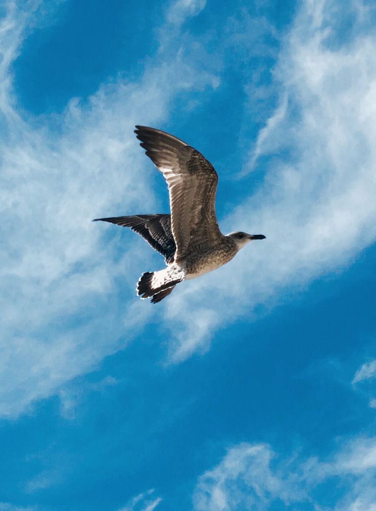 Безмятежность