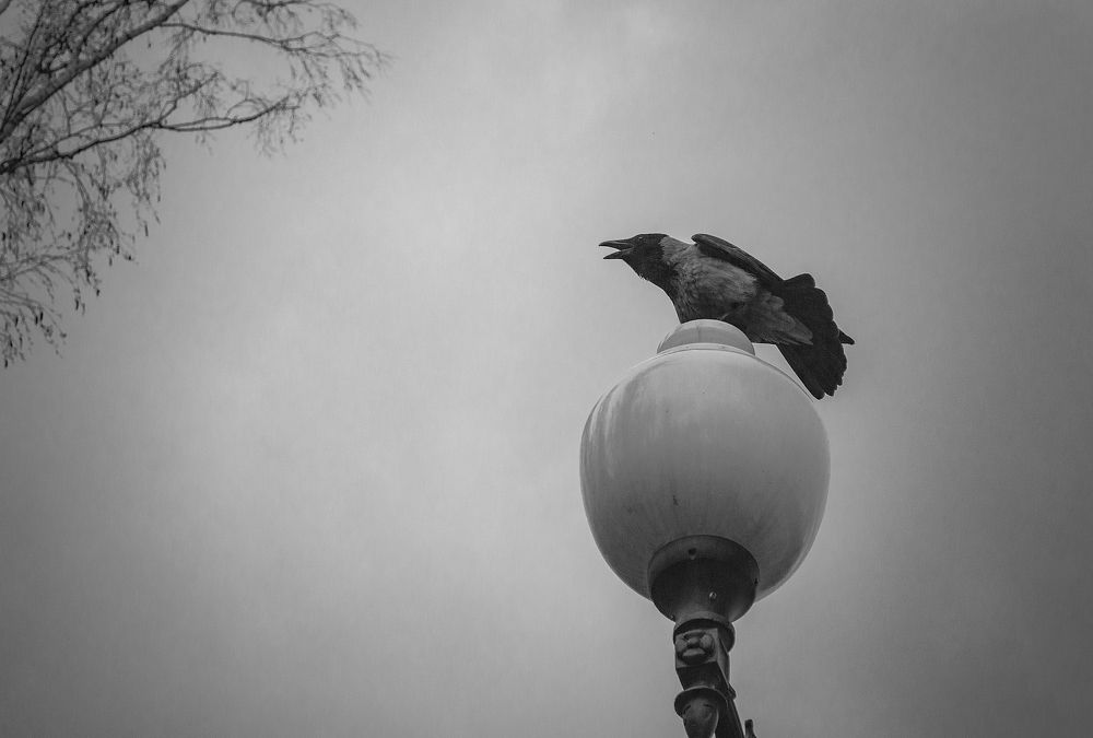 Photograph by Светлана Мельник