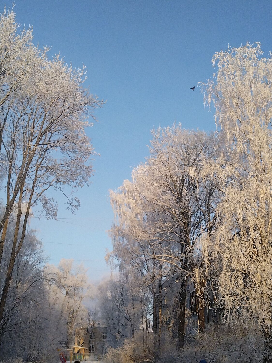 Photo #9991581