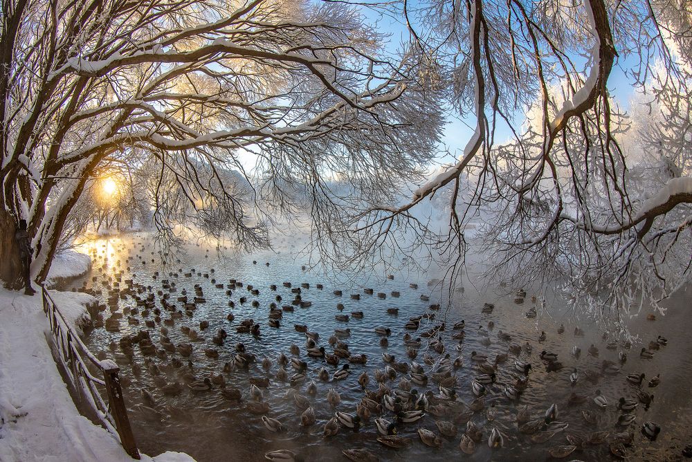 Утро на утинном пруду