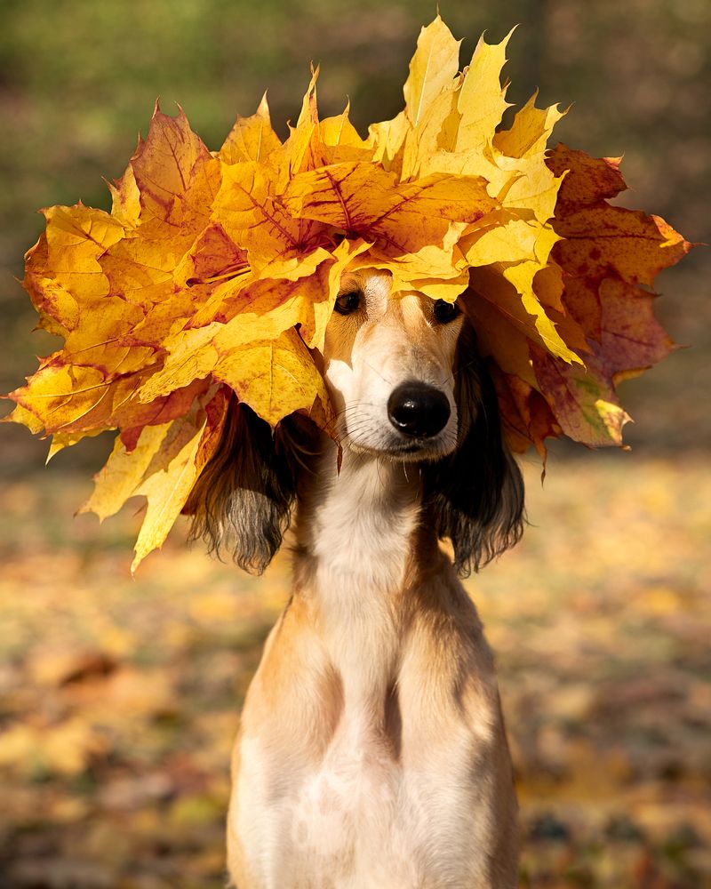 Photograph by Ольга Евграфова