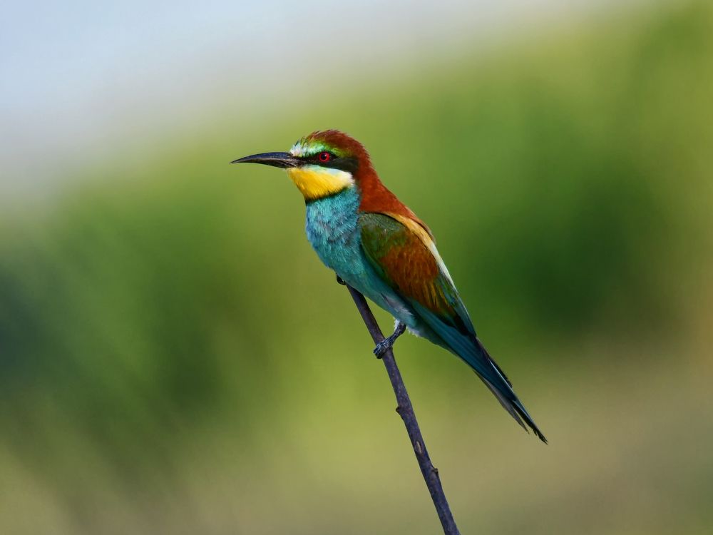 Bee-eater