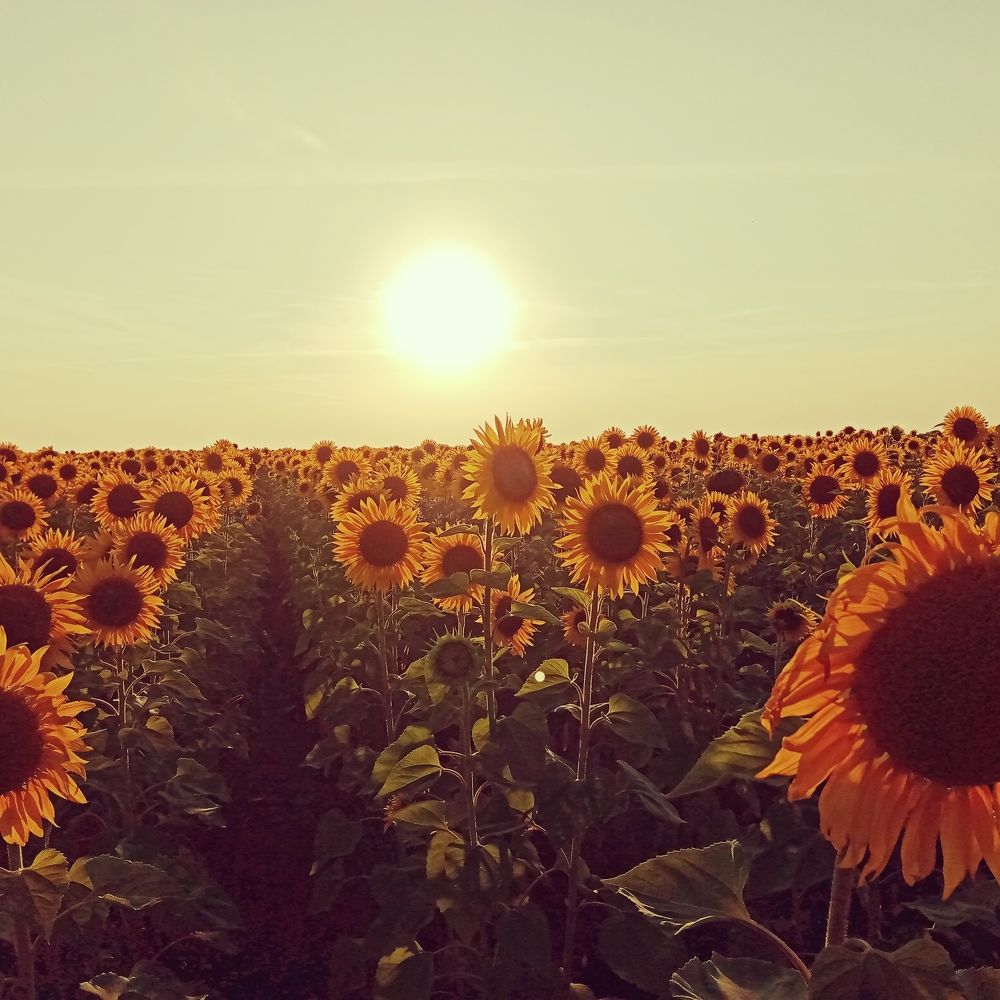 Photograph by Татьяна Пятернёва