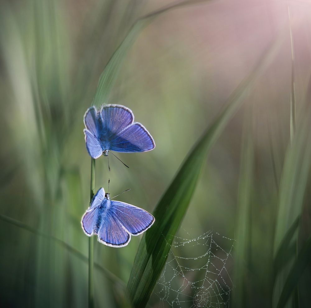 In the land of tall grasses/В стране высоких трав