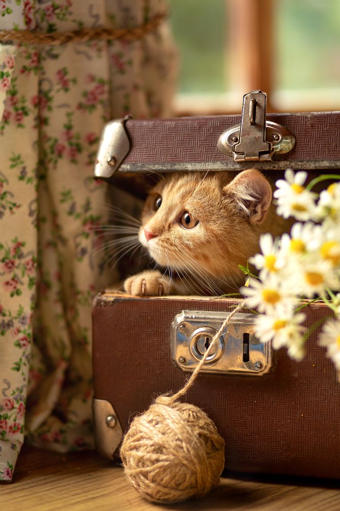 Кто сказал мяу?