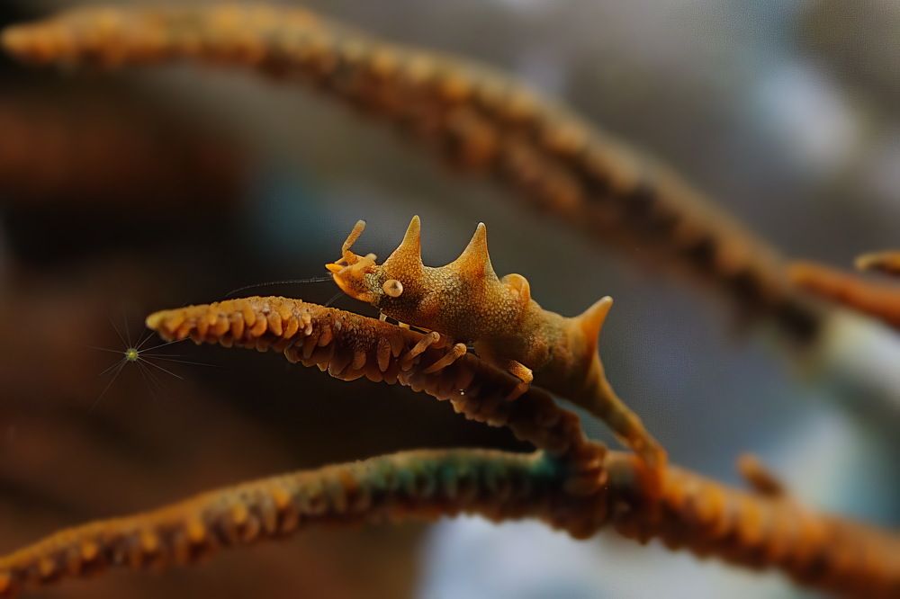 Фотография автора Владимир Чубенко