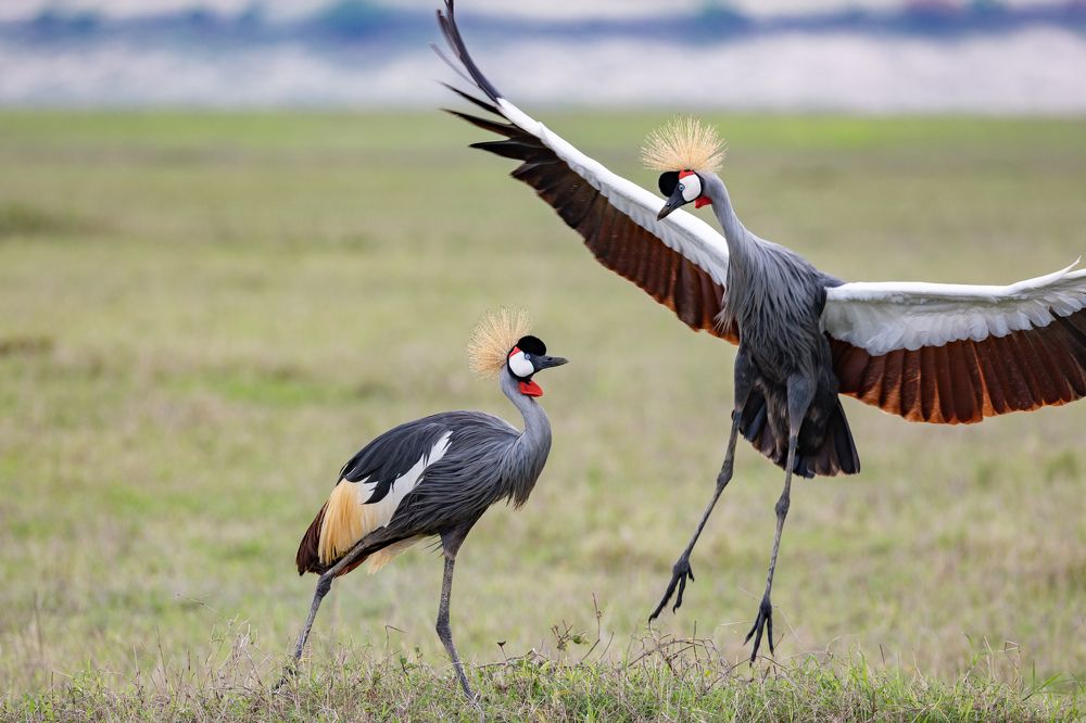 Танец любви