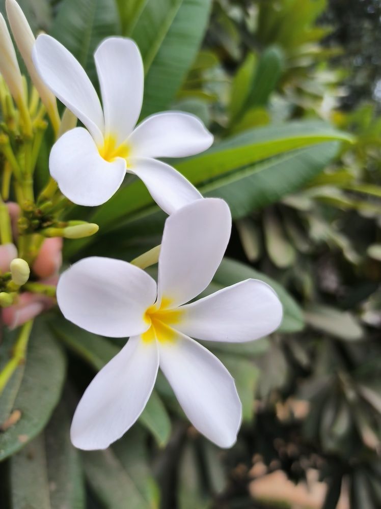 Фотография автора Mudu.Ganesh