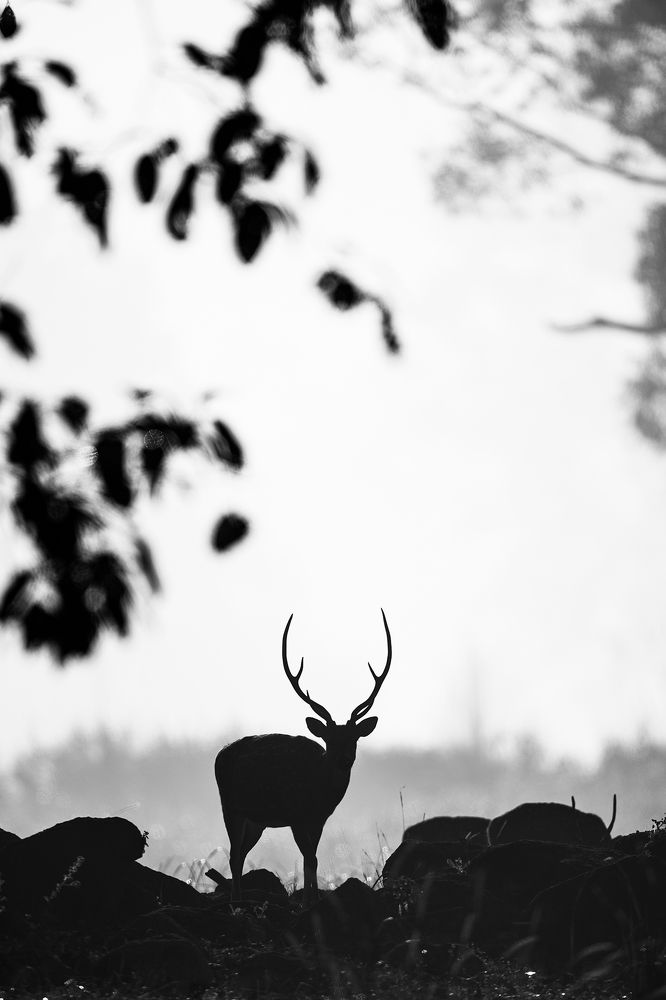 Photograph by Sumon Das