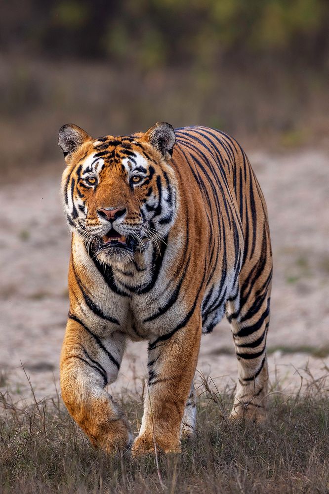 Photograph by Sumon Das