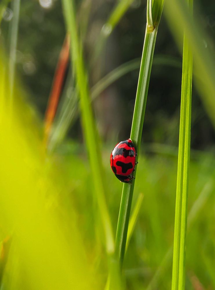 Photograph by Elius MD.Elius Hossain