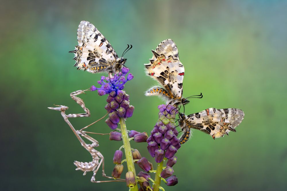 Photograph by Mustafa Öztürk