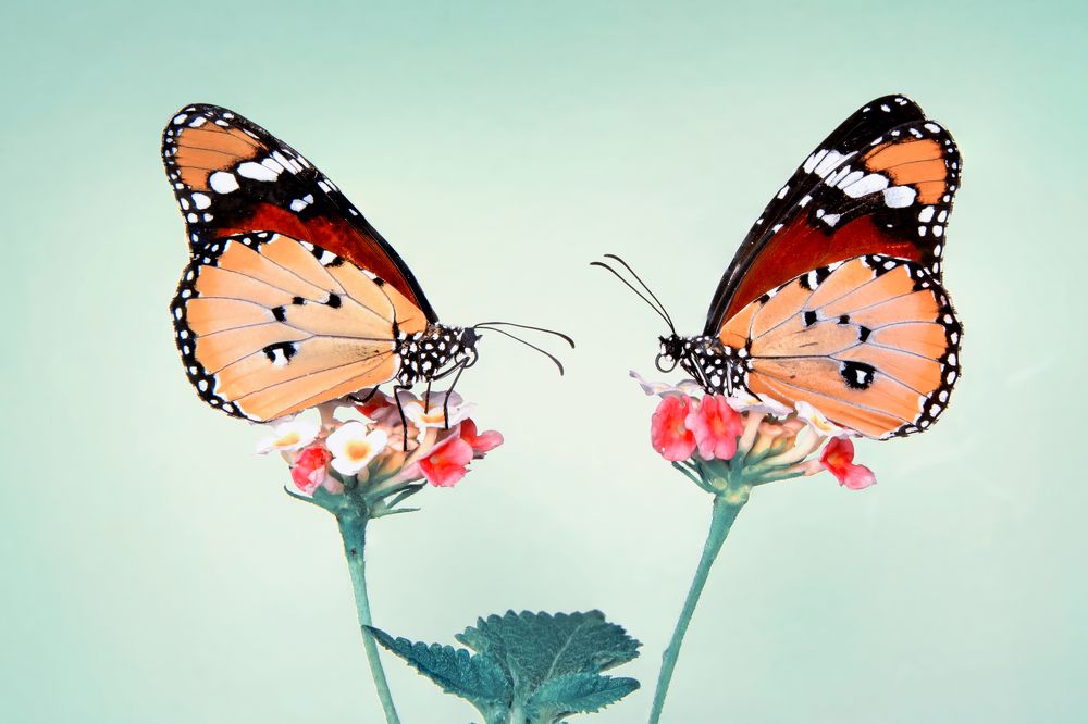 Photograph by Mustafa Öztürk