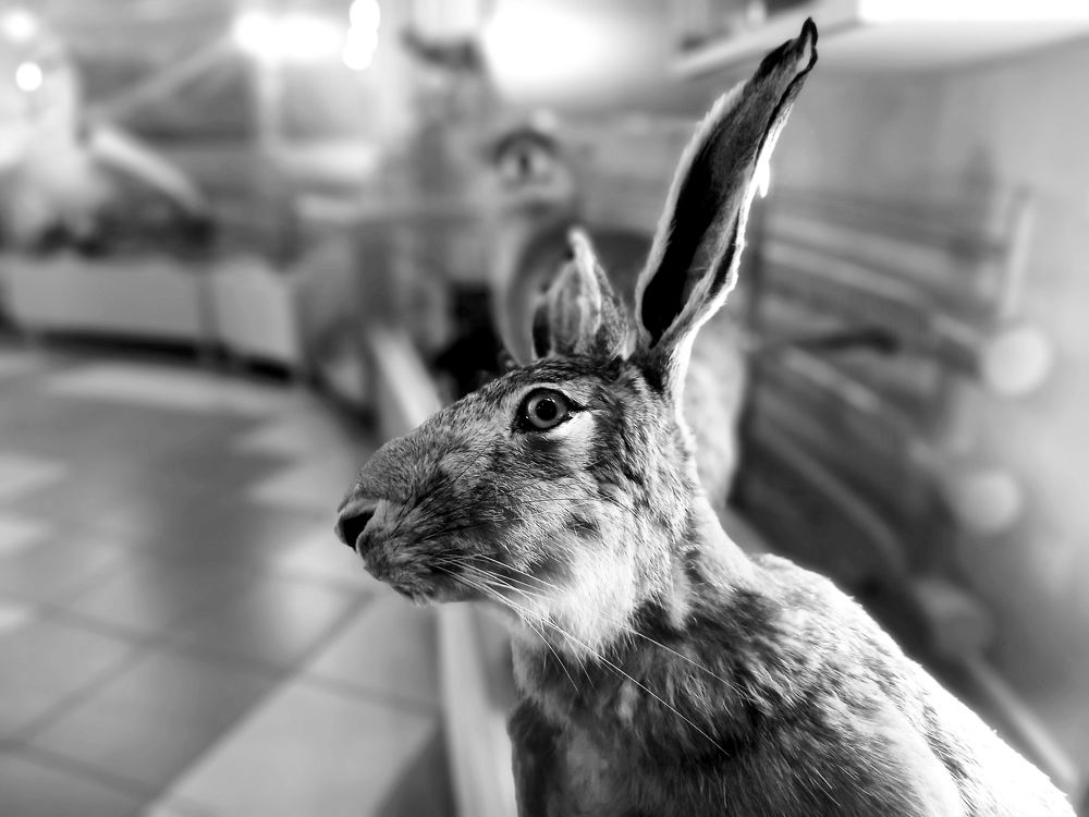 Кролик Роджер