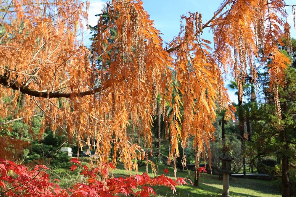 Дендрарий в городе Сочи